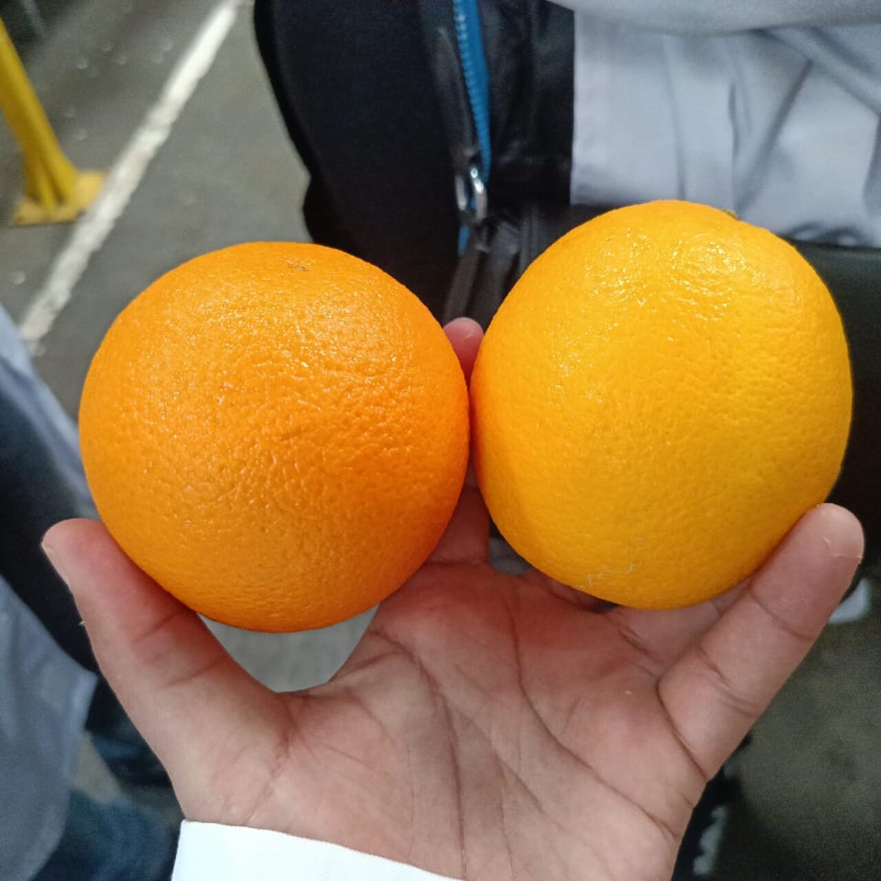 NAVEL ORANGES 3 Egyptian Premium Navel oranges export for European fresh juice and retail