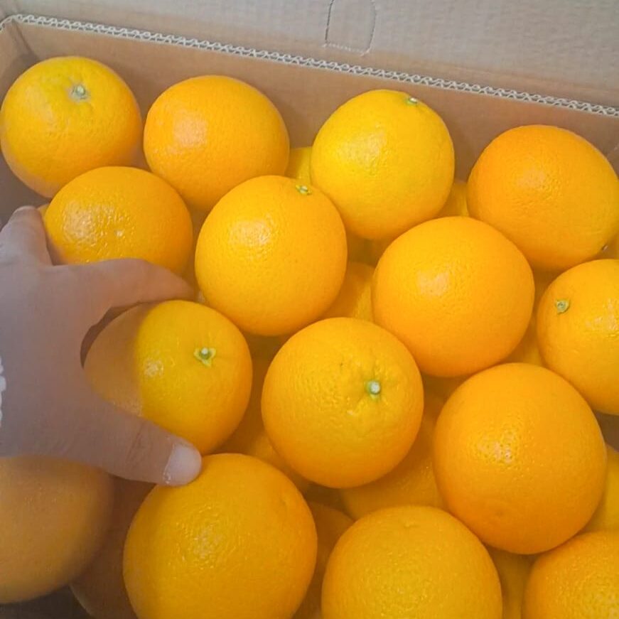 NAVEL ORANGES 1 Egyptian Premium Navel oranges export for European fresh juice and retail