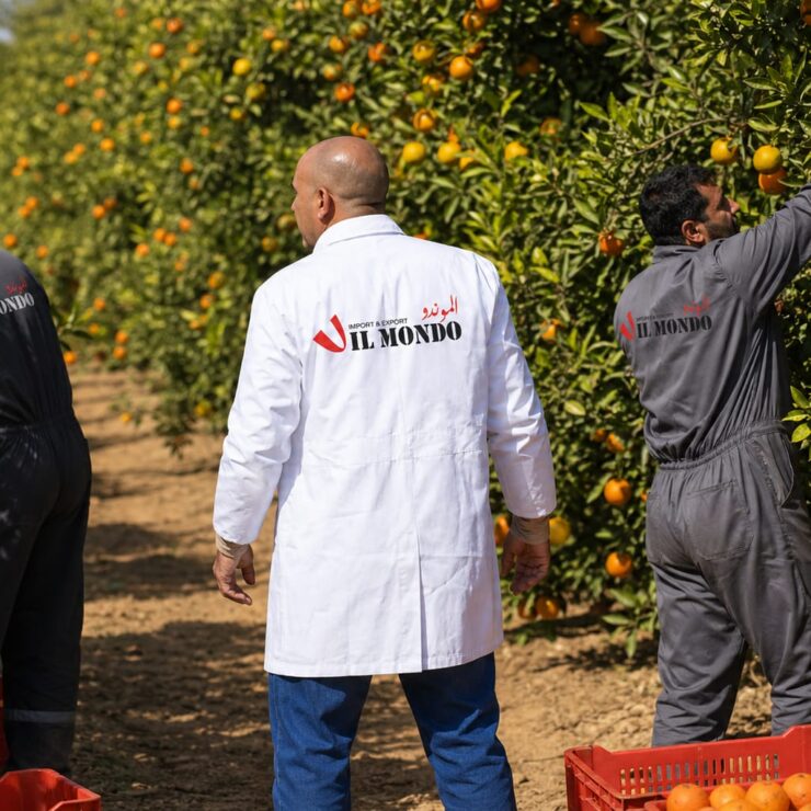 Fruits 6 Bulk premium navel oranges from Egypt — Class I seedless citrus for EU and Russian retail export.