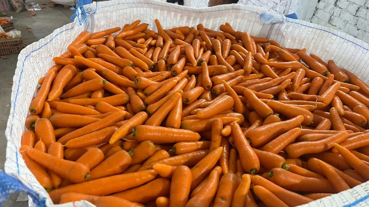 Egyptian Fresh Carrots 03