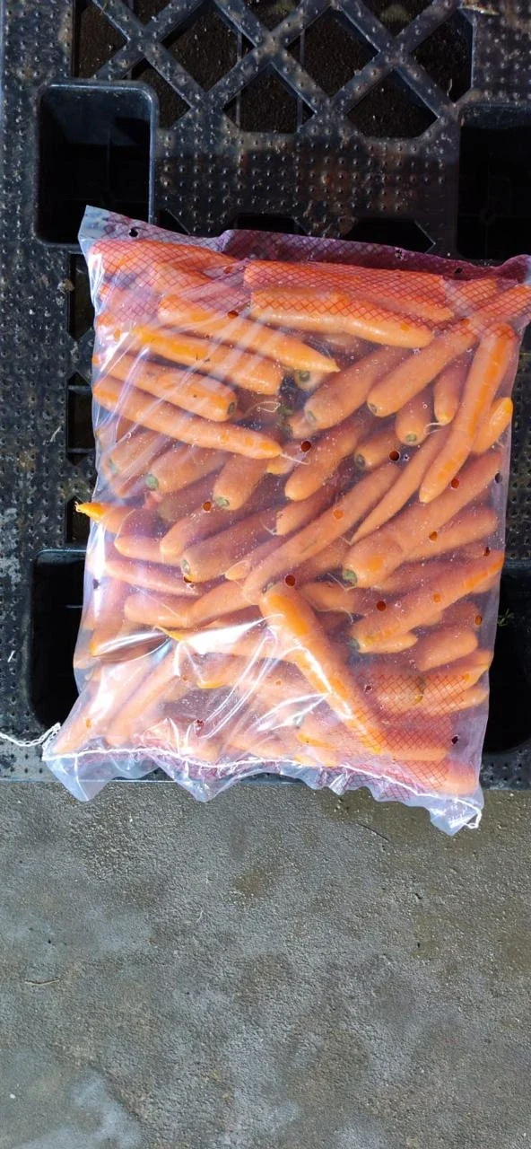 Egyptian Fresh Carrots 08