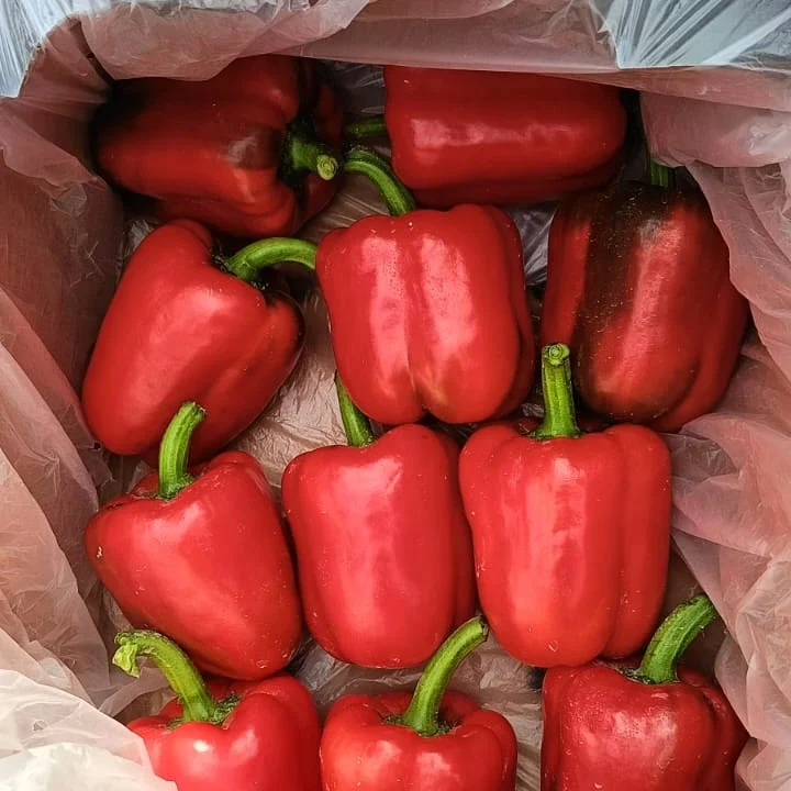 Colored bell pepper 2