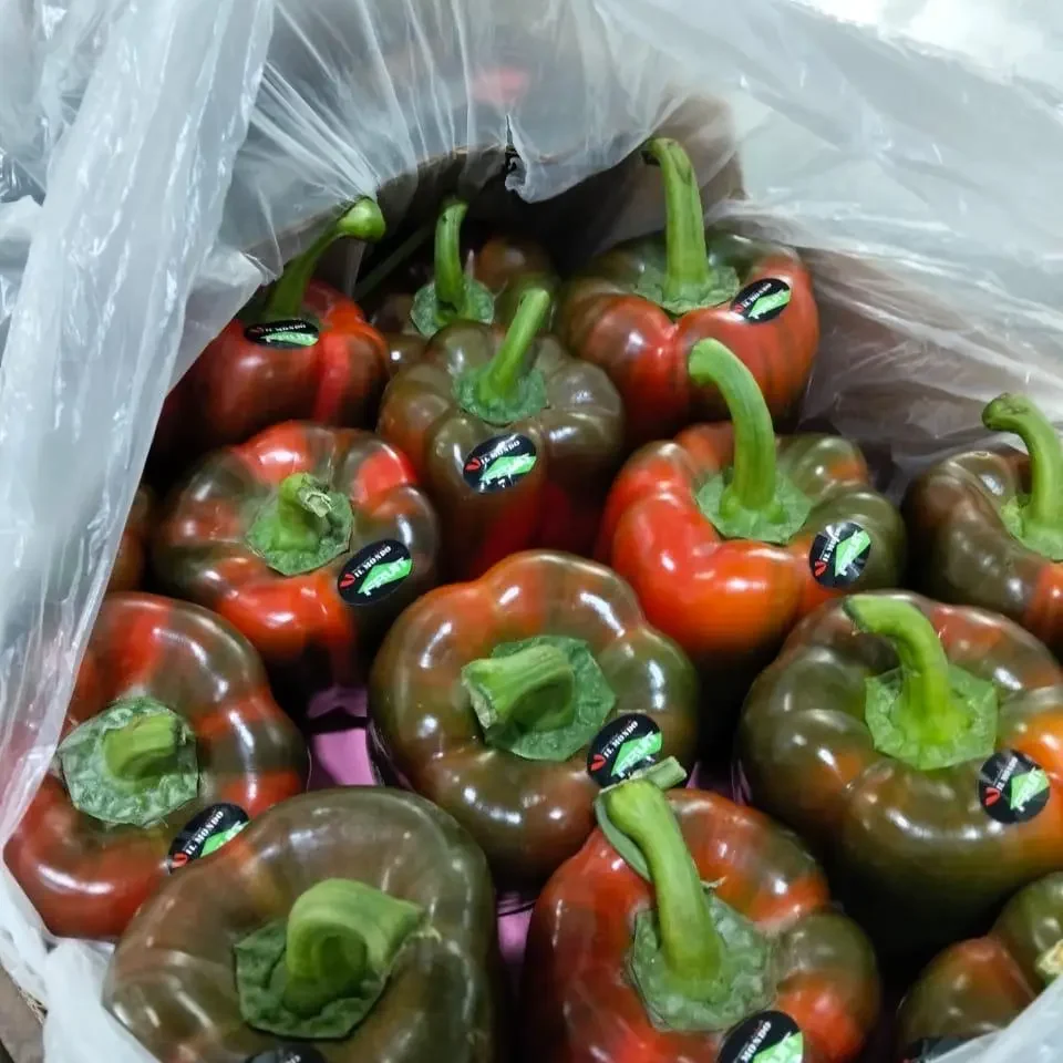 Colored bell pepper 4