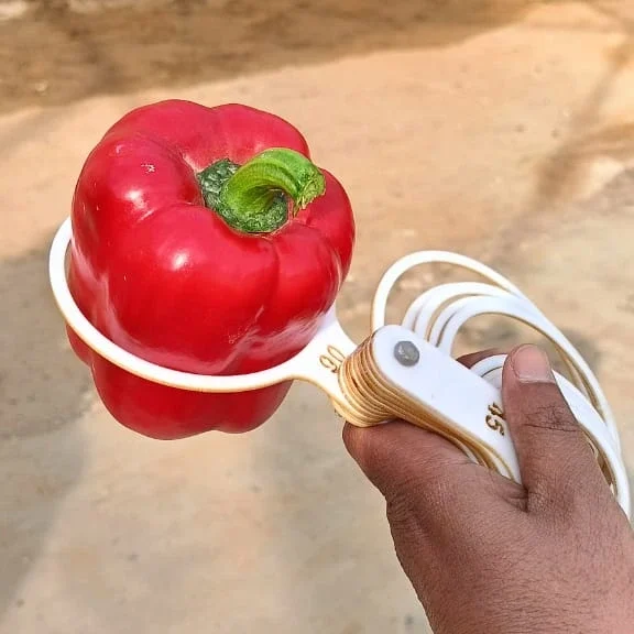 Colored bell pepper size