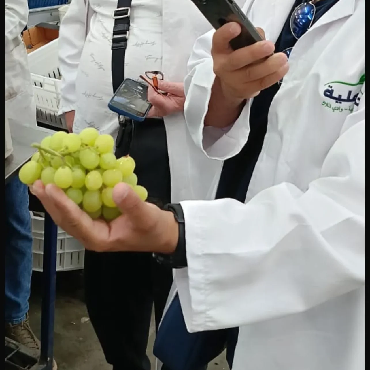 Egyptian Grapes 1 Egyptian Grape