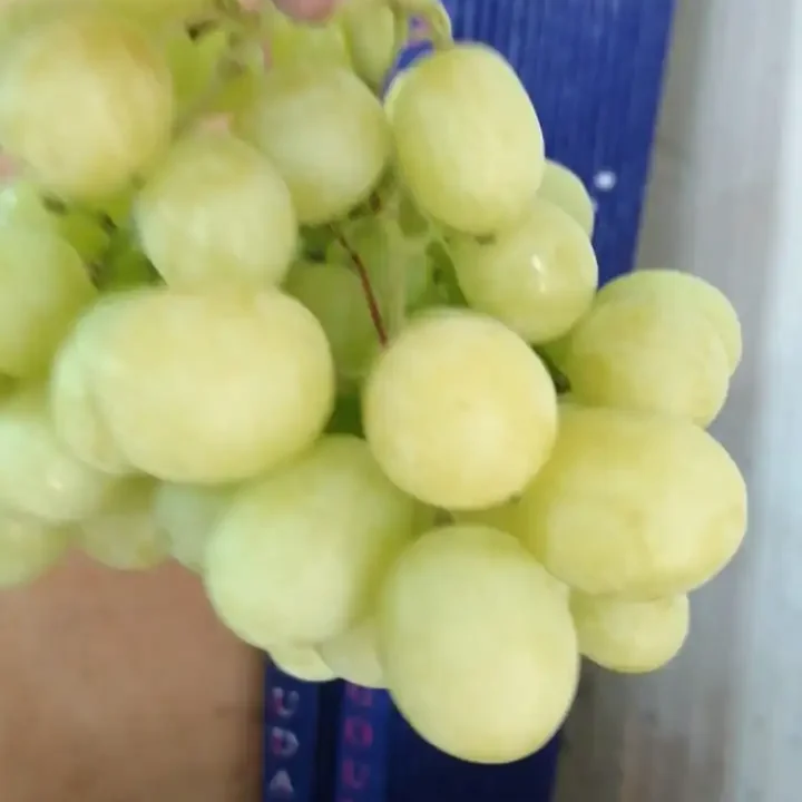 Egyptian Grapes 5 Egyptian Grape4