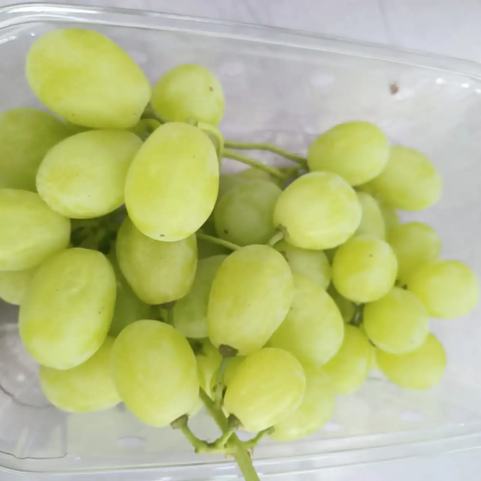 Egyptian Grapes 6 Egyptian Grape5