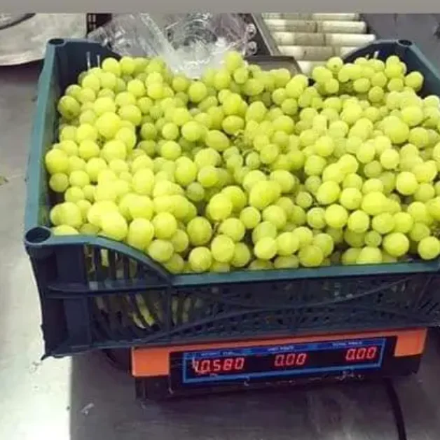 Egyptian Grapes 7 Egyptian Grape6