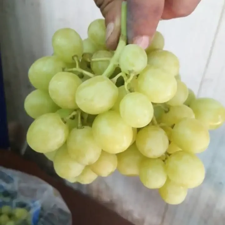 Egyptian Grapes 10 Egyptian Grape9