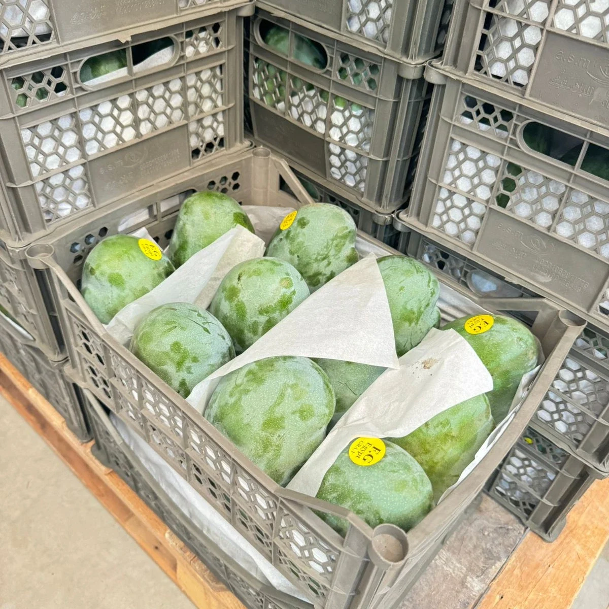 MANGOES 3 Mangoes4
