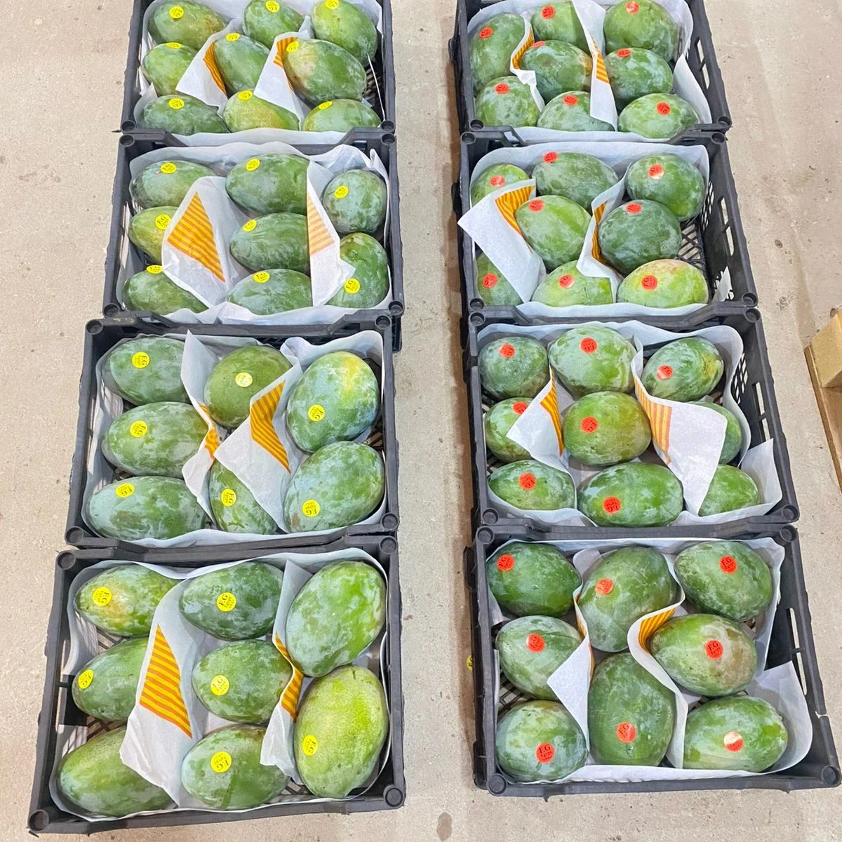 MANGOES 4 Mangoes5