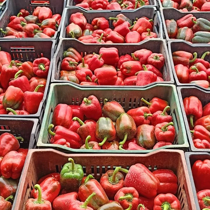 Red bell pepper 1