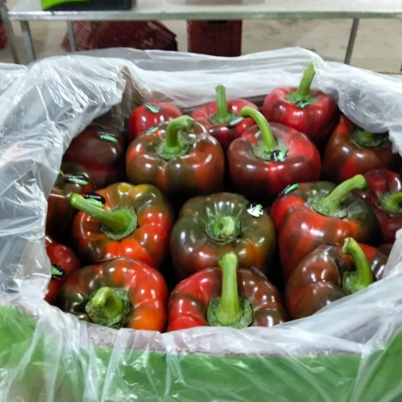 bell pepper box