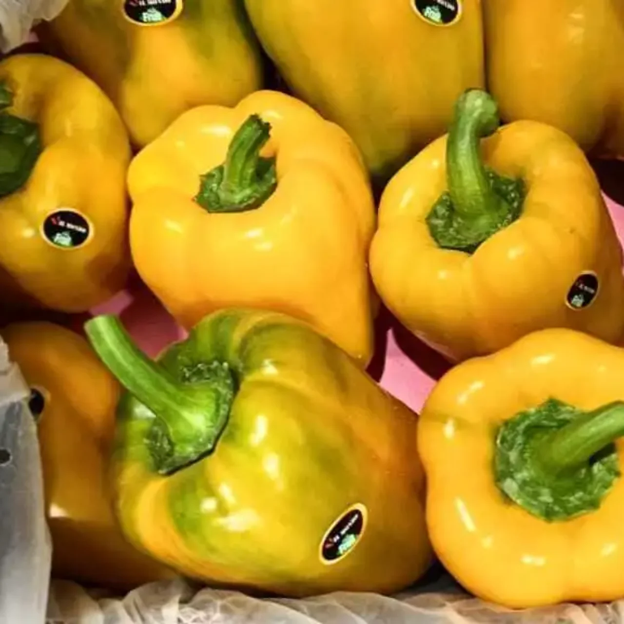 pepper yellow 2