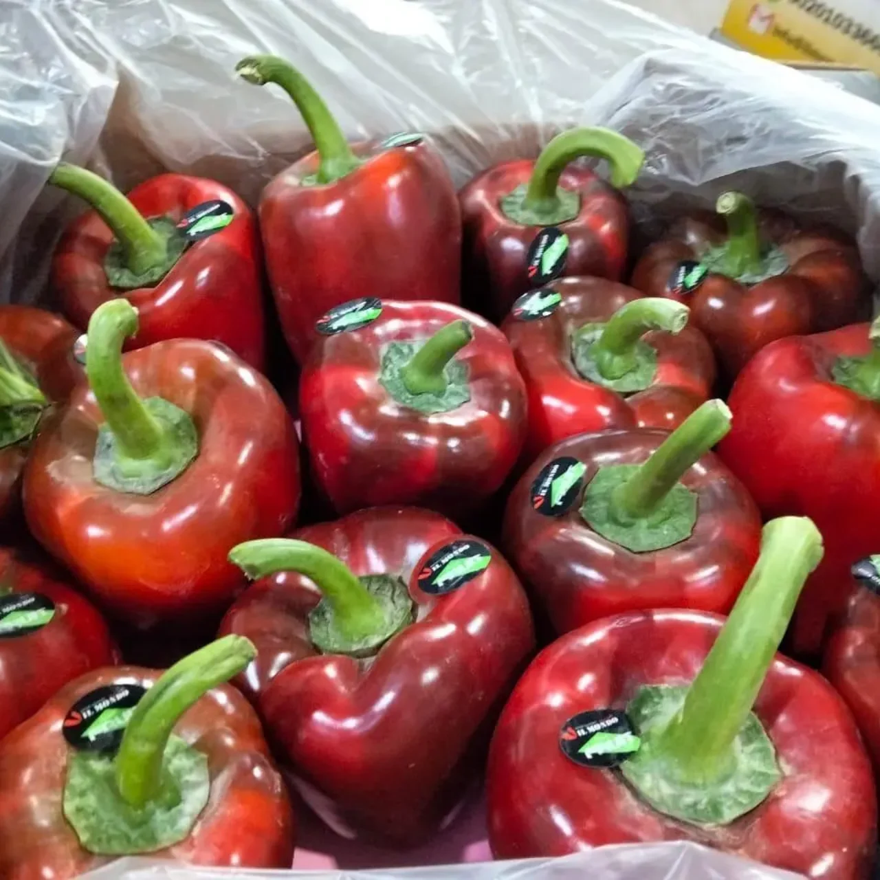 red bell pepper4