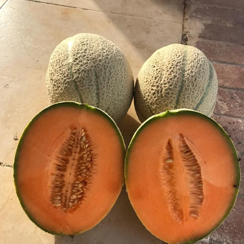 Cantaloup1