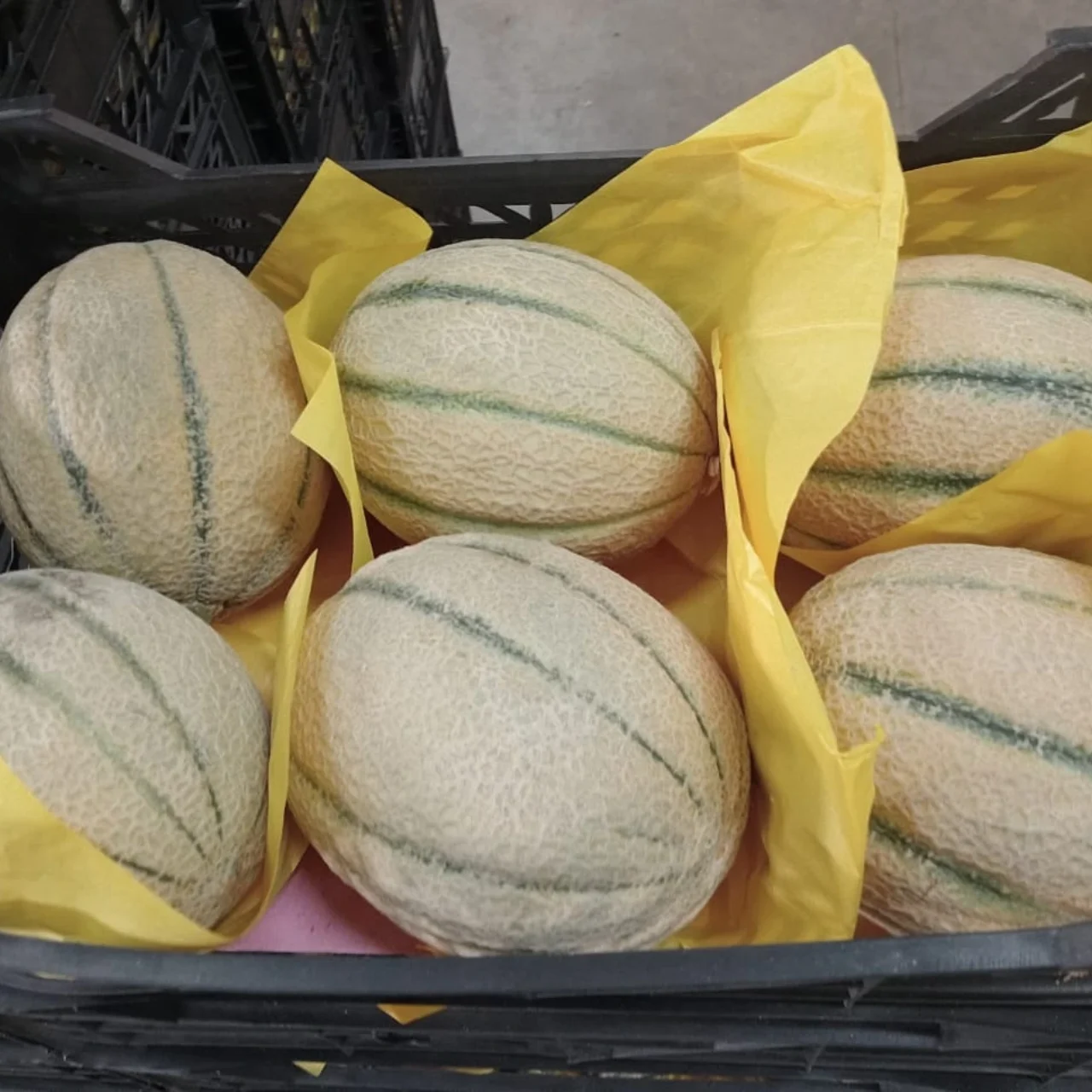 Cantaloup10