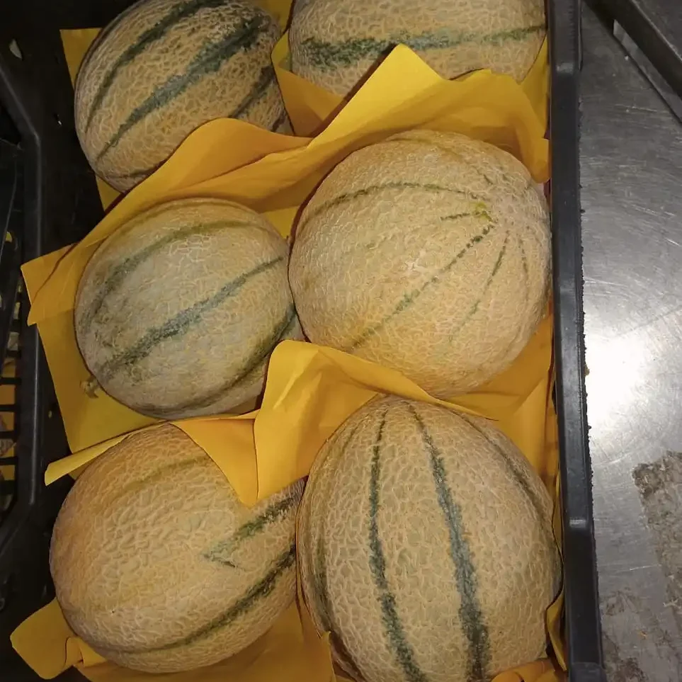 Cantaloup11