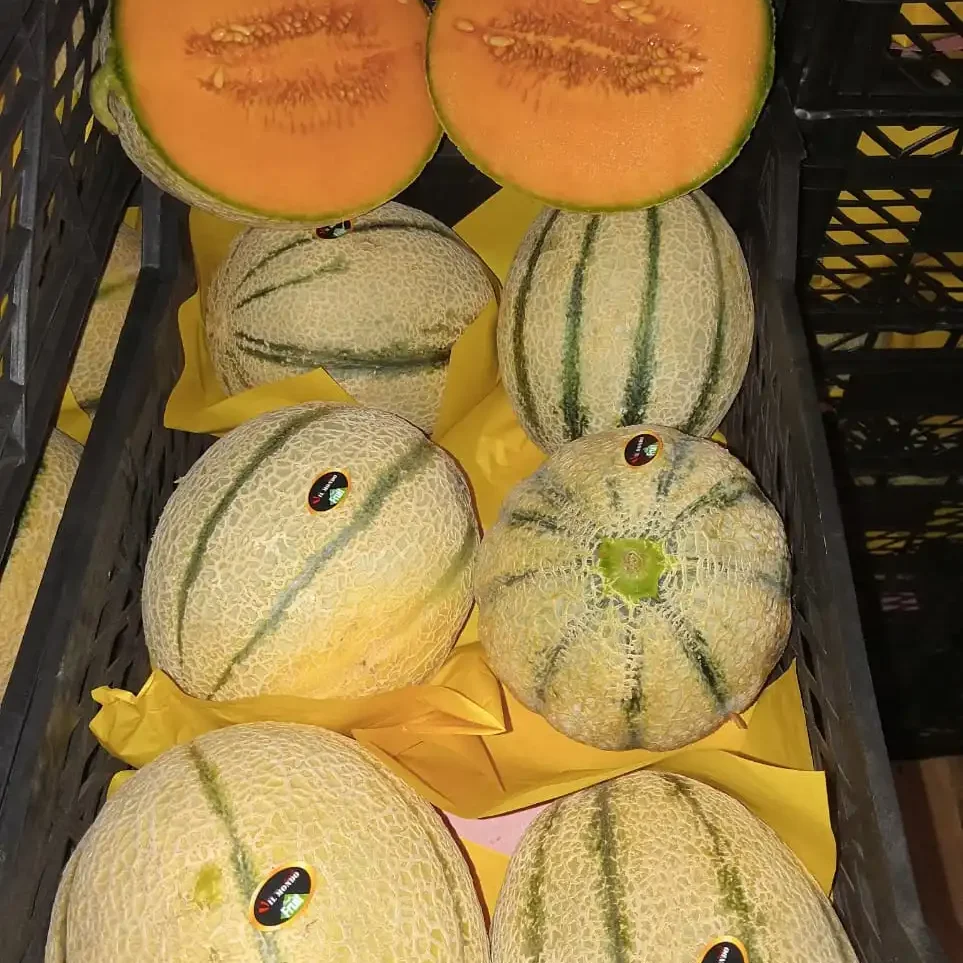 Cantaloup12