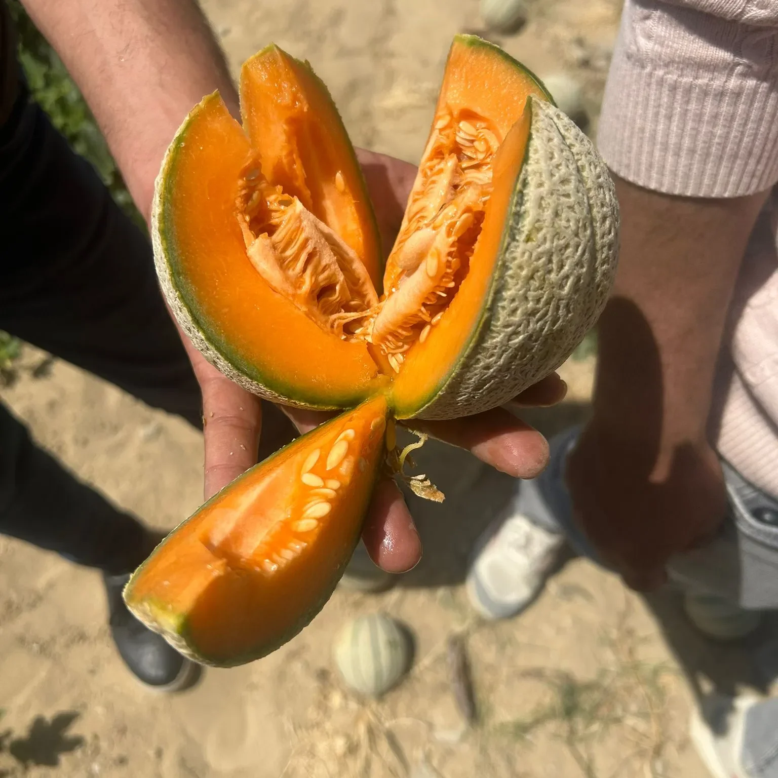 Cantaloup15