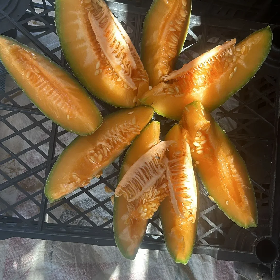Cantaloup16