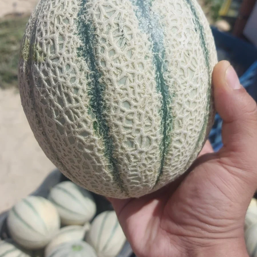 Cantaloup2