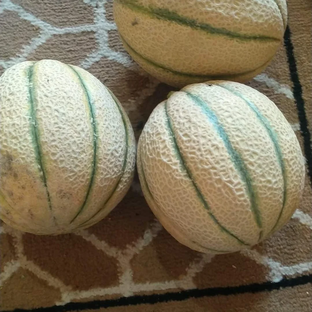 Cantaloup3