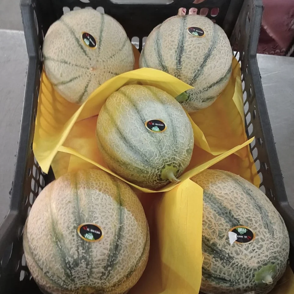 Cantaloup4