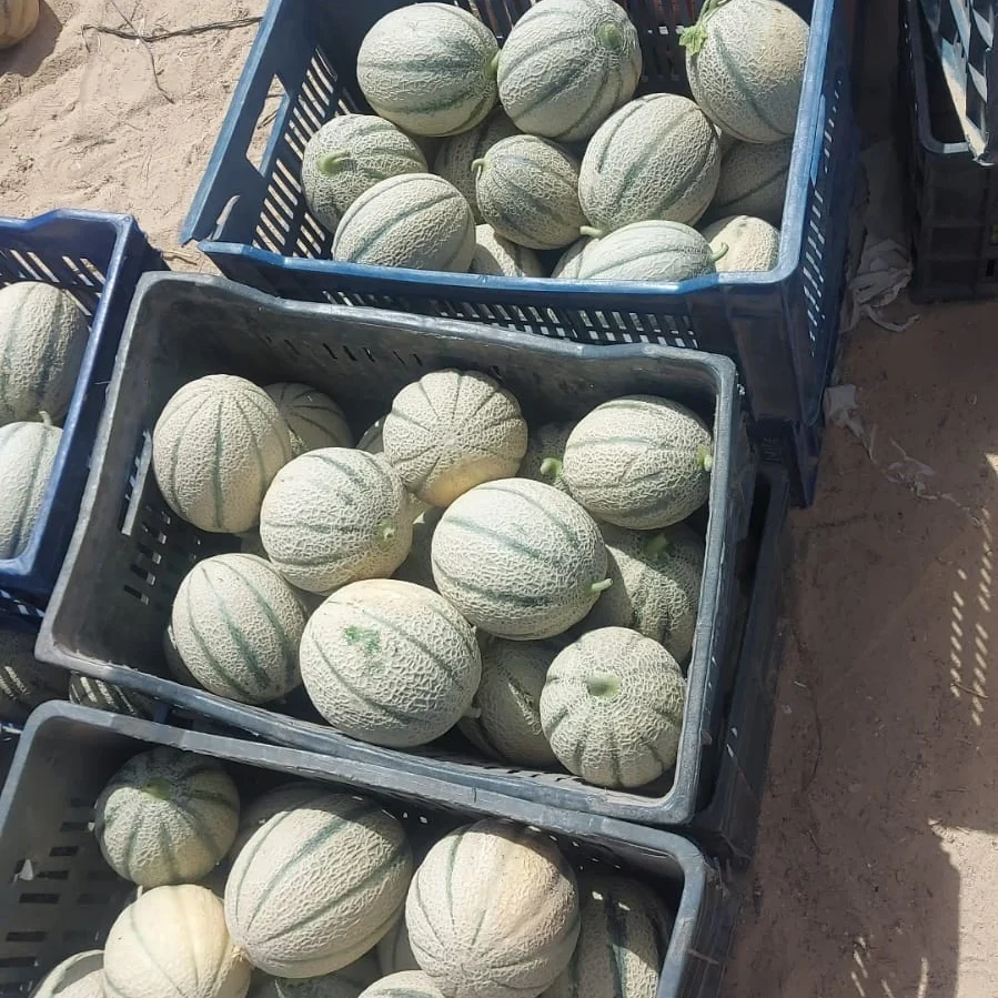 Cantaloup5