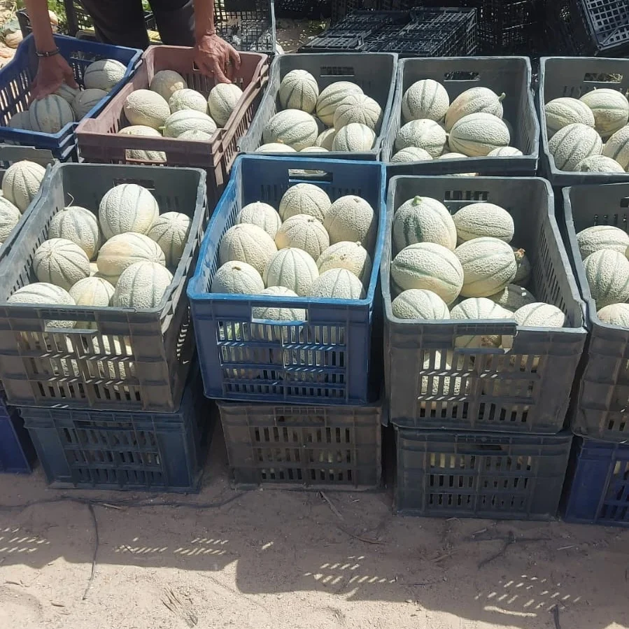 Cantaloup6