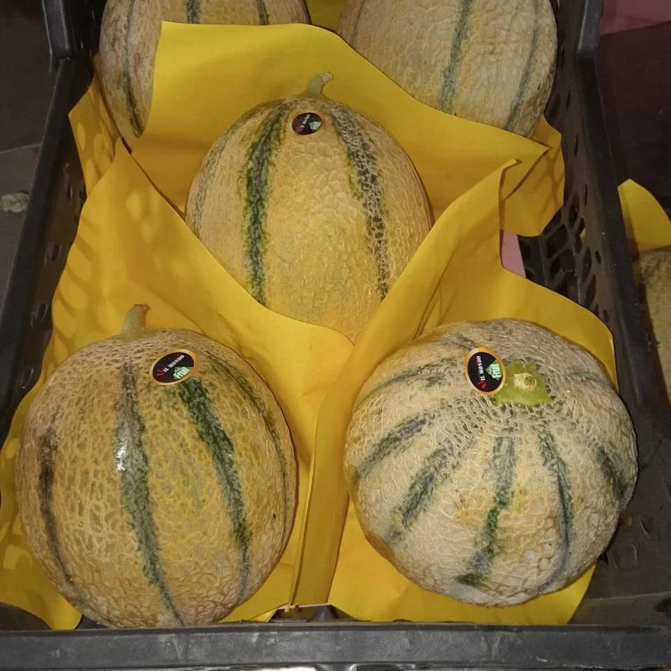 Cantaloup8