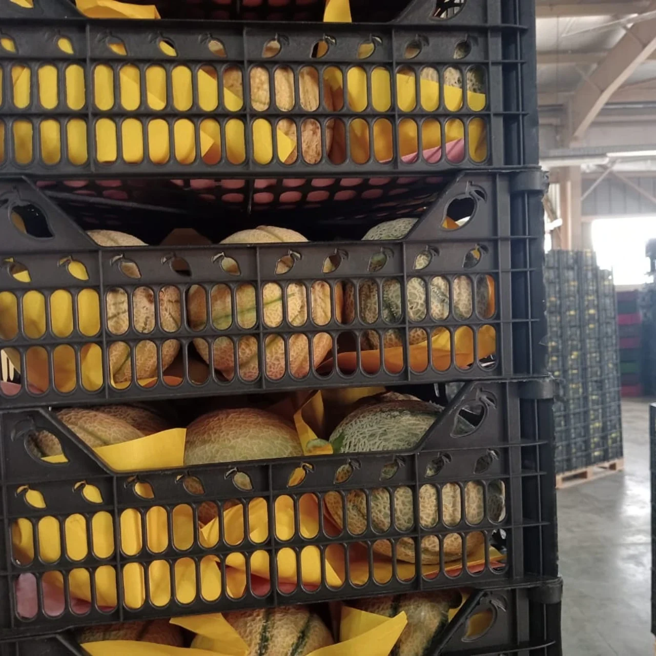 Cantaloup9